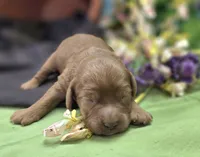 Tulip, a female Cockapoo for sale in Galena, MO – 4 of 6