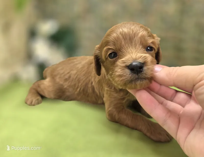 Grub – Cavapoo puppy for sale in Galena, MO