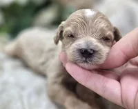 Cricket, a male Cavapoo for sale in Galena, MO – 2 of 5