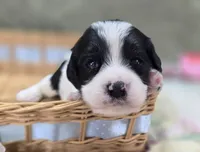 Laramie, a male Cavapoo for sale in Galena, MO – 6 of 6