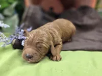 Daffodil, a female Cockapoo for sale in Galena, MO – 2 of 6