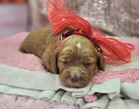 Diamond, a female Cockapoo for sale in Galena, MO – Photo 4 of 7