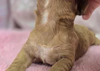 Diamond, a female Cockapoo for sale in Galena, MO – Photo 6 of 7