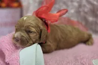 Diamond, a female Cockapoo for sale in Galena, MO – Photo 2 of 7