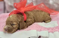 Diamond, a female Cockapoo for sale in Galena, MO – Photo 1 of 7