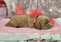 Diamond, a female Cockapoo for sale in Galena, MO – Photo 5 of 7