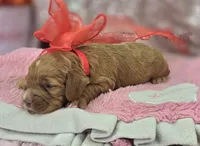 Diamond, a female Cockapoo for sale in Galena, MO – Photo 7 of 7