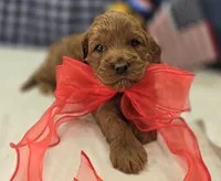 Cherry, a male Cockapoo for sale in Galena, MO – 4 of 5
