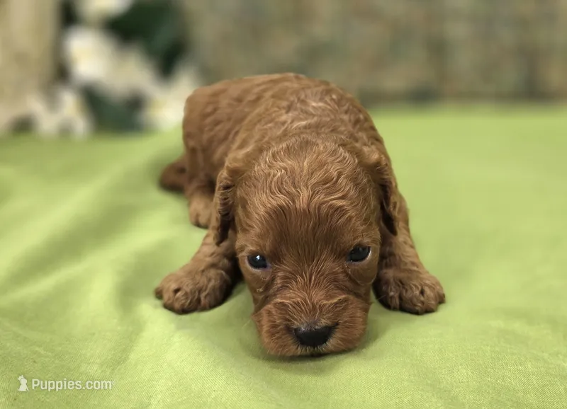 Firefly – Cavapoo puppy for sale in Galena, MO