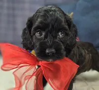 Tinkerbell, a female Cockapoo for sale in Galena, MO – 5 of 9