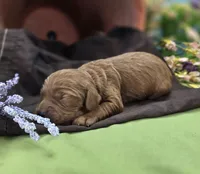 Daffodil, a female Cockapoo for sale in Galena, MO – 4 of 6