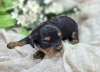 Shy vi, a female Cavapoo for sale in Galena, MO – 2 of 4