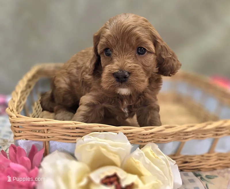 Tulip – Cockapoo puppy for sale in Galena, MO
