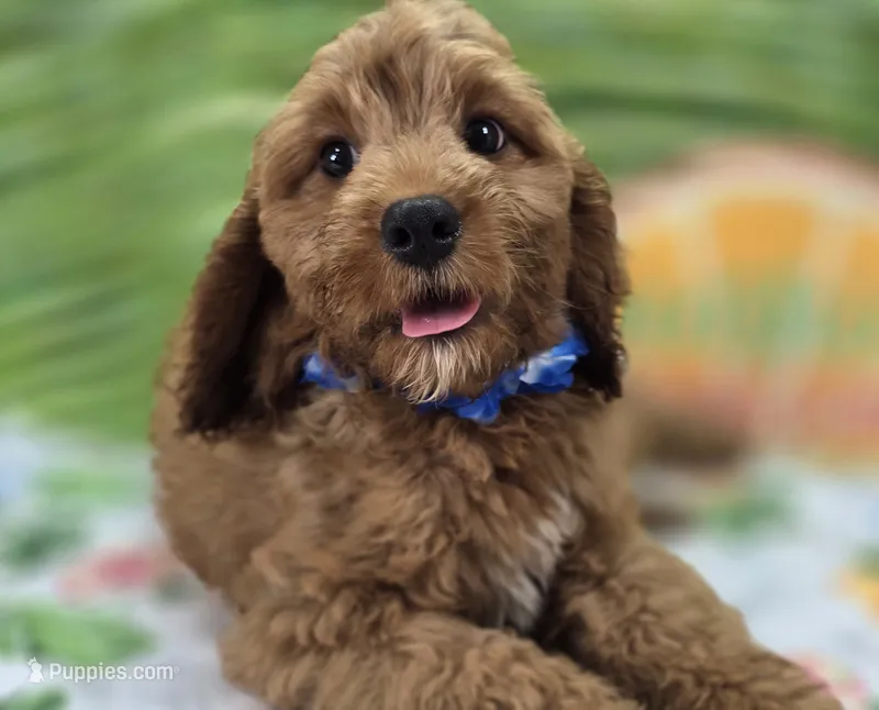 Cashmere – Cockapoo puppy for sale in Galena, MO