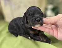 Lady, a female Cockapoo for sale in Galena, MO – 2 of 5