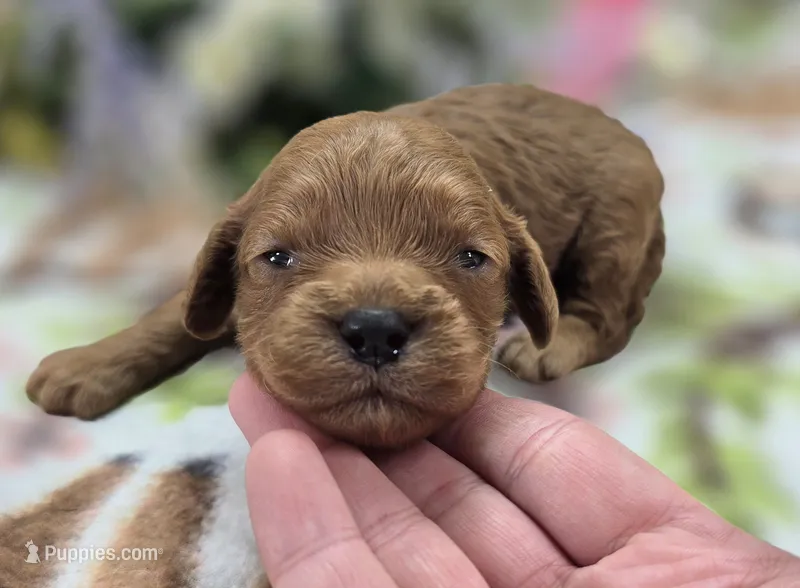 Paris – Cockapoo puppy for sale in Galena, MO