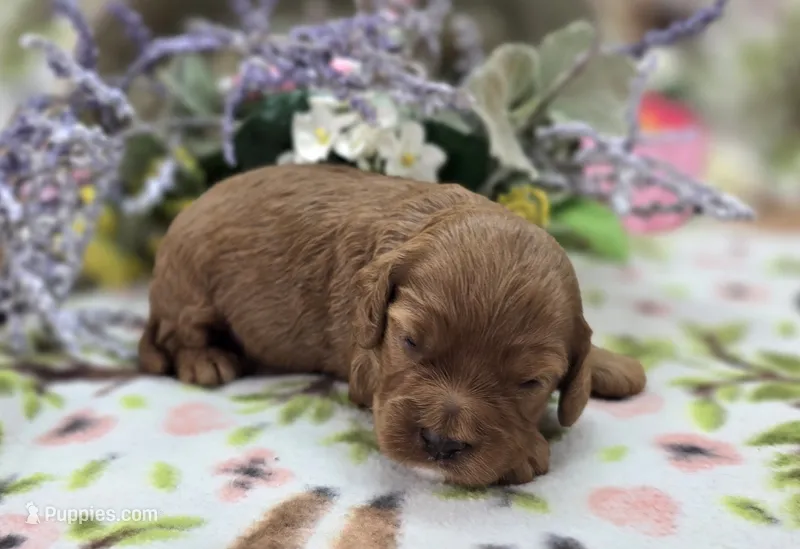 Tulip – Cockapoo puppy for sale in Galena, MO