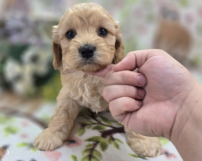 Knotty – Cockapoo puppy for sale in Galena, MO