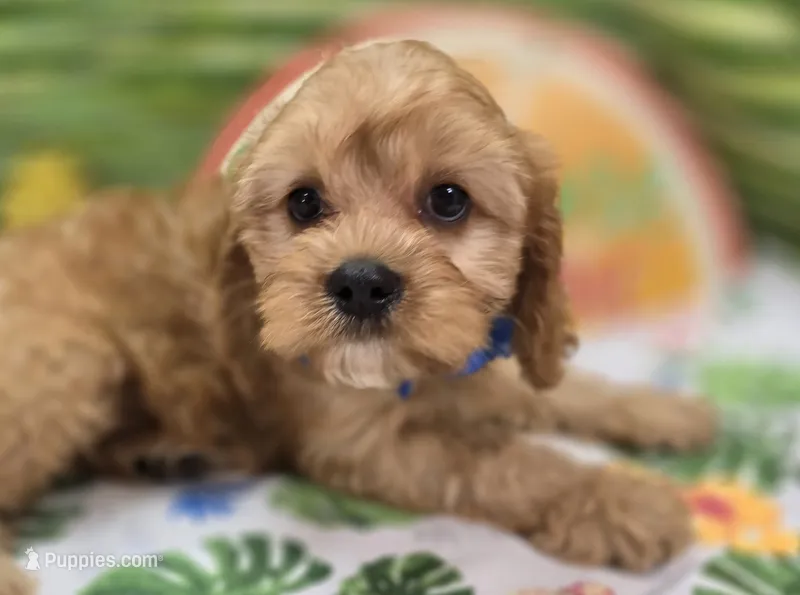Miles – Cavapoo puppy for sale in Galena, MO