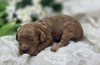 Firefly, a female Cavapoo for sale in Galena, MO – 2 of 5