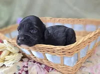 Paisley, a female Cavapoo for sale in Galena, MO – 5 of 6