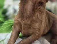 Beetle, a male Cavapoo for sale in Galena, MO – 2 of 5