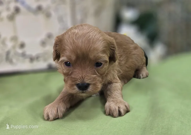 Lala Orange – Cavapoo puppy for sale in Galena, MO