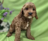Tulip, a female Cockapoo for sale in Galena, MO – 3 of 8