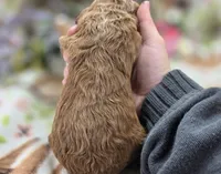 Versace, a male Cockapoo for sale in Galena, MO – 5 of 5