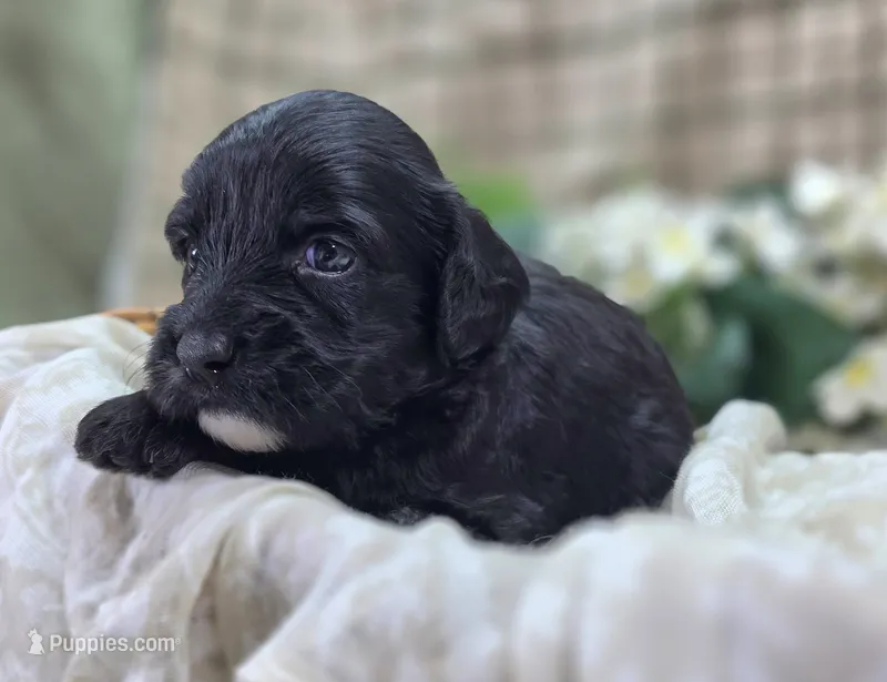 Paisley – Cavapoo puppy for sale in Galena, MO