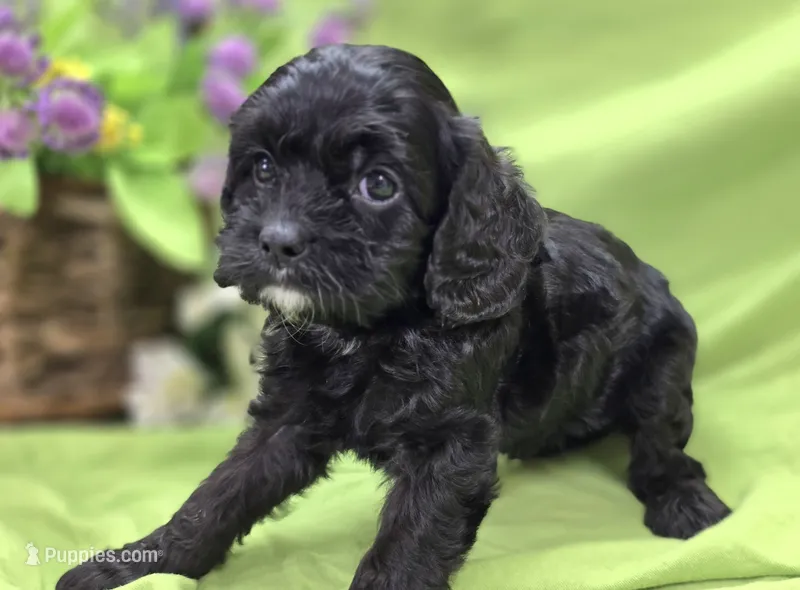 Cash – Cavapoo puppy for sale in Galena, MO