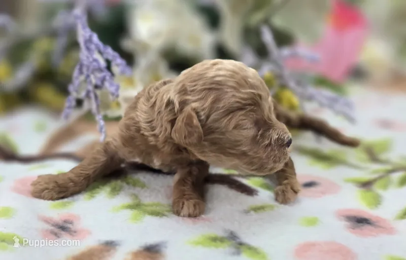 Girdle – Cockapoo puppy for sale in Galena, MO