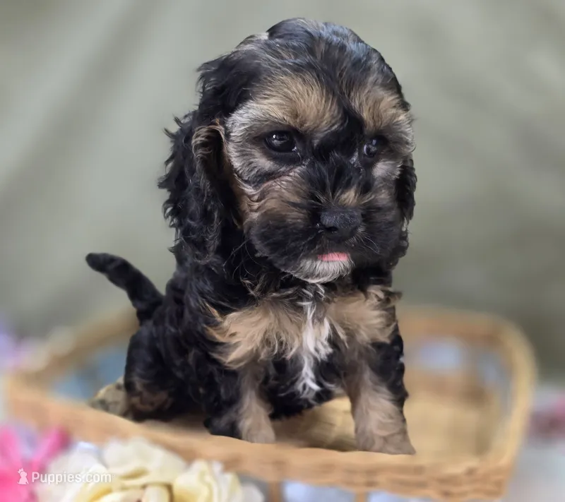 Batty – Cockapoo puppy for sale in Galena, MO