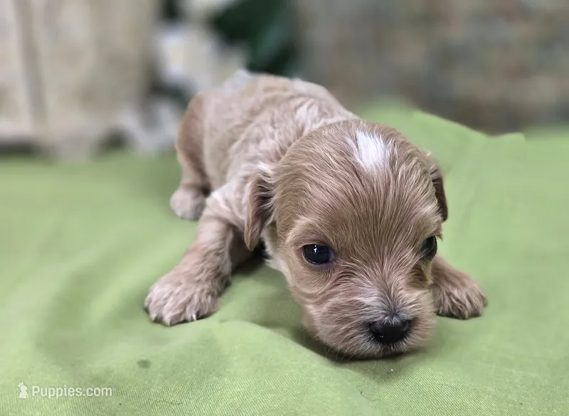 Cricket – Cavapoo puppy on hold in Galena, MO