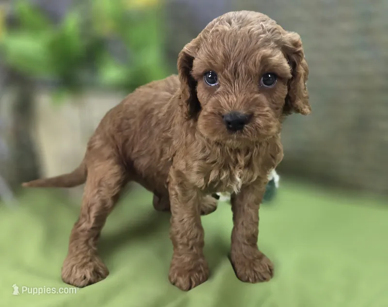 Nigel – Cockapoo puppy for sale in Galena, MO