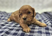 Garnet, a female Cavapoo for sale in Galena, MO – Photo 2 of 10