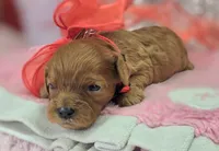 Garnet, a female Cavapoo for sale in Galena, MO – Photo 7 of 10