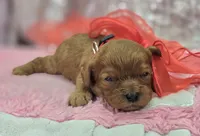 Garnet, a female Cavapoo for sale in Galena, MO – Photo 6 of 10