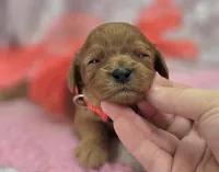 Garnet, a female Cavapoo for sale in Galena, MO – Photo 10 of 10