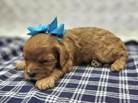 Garnet, a female Cavapoo for sale in Galena, MO – Photo 5 of 10