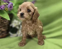 Girdle, a female Cockapoo for sale in Galena, MO – 5 of 7