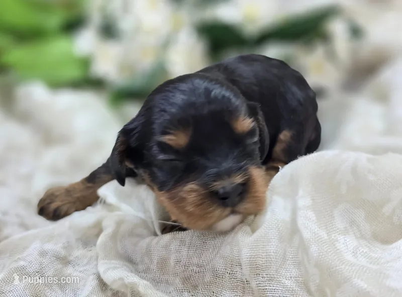 Shy vi – Cavapoo puppy for sale in Galena, MO