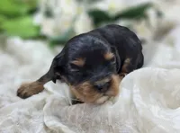 Shy vi, a female Cavapoo for sale in Galena, MO – 1 of 4