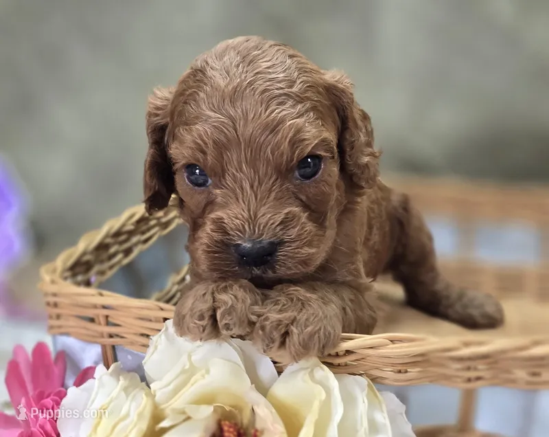 Nigel – Cockapoo puppy for sale in Galena, MO