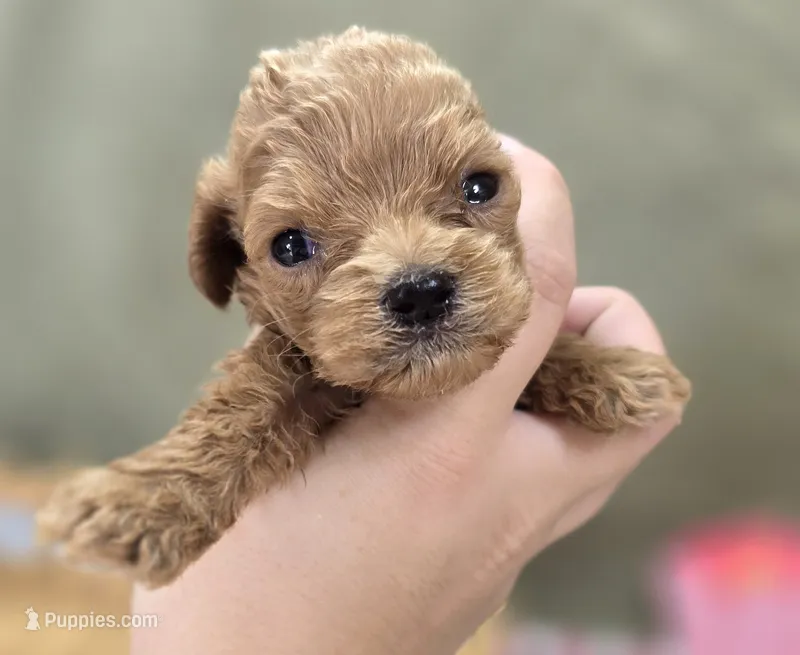 Girdle – Cockapoo puppy for sale in Galena, MO