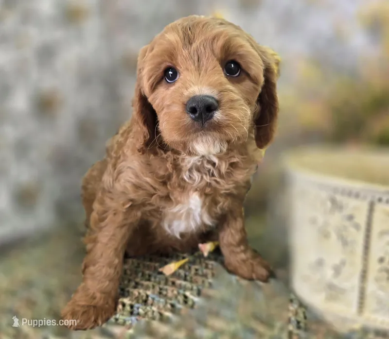 Tundra – Cavapoo puppy for sale in Galena, MO