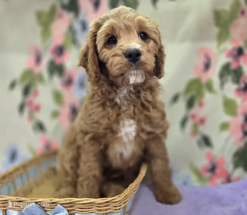 Tundra – Cavapoo puppy for sale in Galena, MO