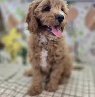 Tundra, a male Cavapoo for sale in Galena, MO – Photo 4 of 6