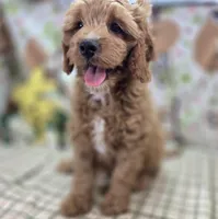 Tundra, a male Cavapoo for sale in Galena, MO – Photo 5 of 6