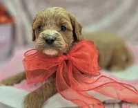 Tundra, a male Cavapoo for sale in Galena, MO – Photo 9 of 10